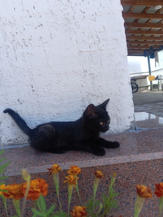 Очень милый котёнок :)