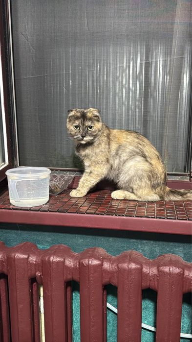 Вислоухая кошечка