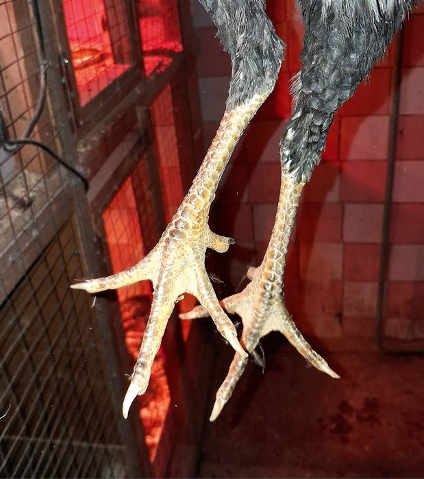 Продам бойцовых курочек срочно!