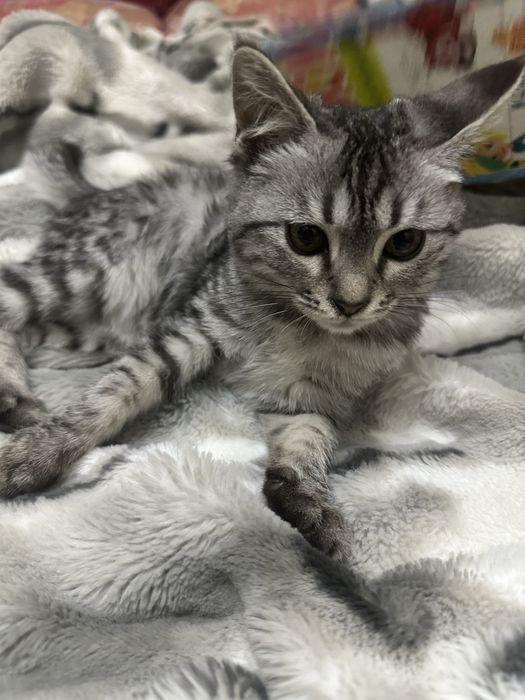 Продается Кошка Серебристый тигровый табби