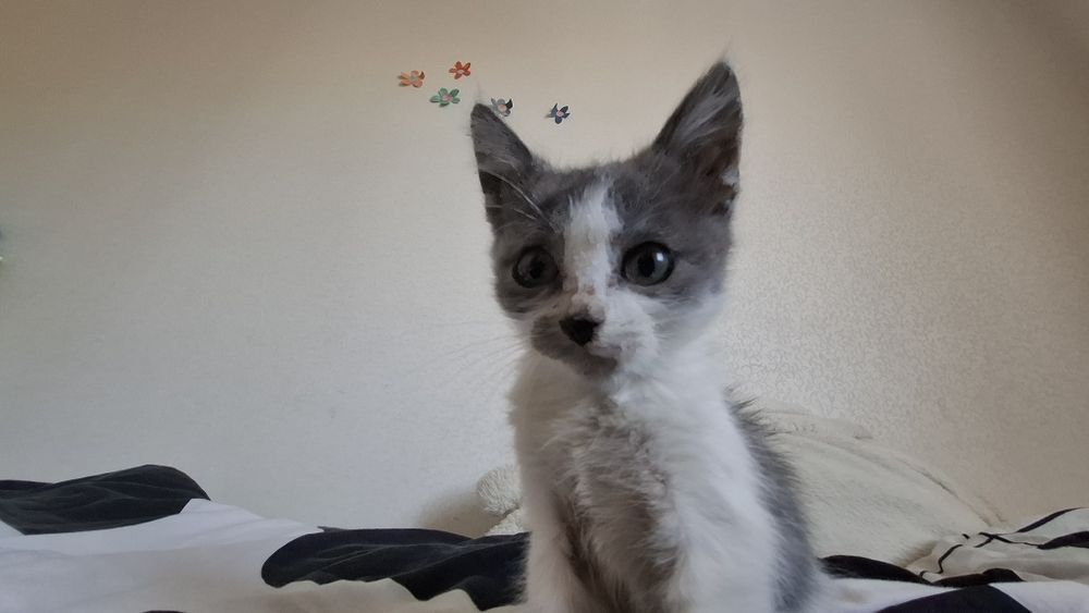 Котята ищет добрых хозяев