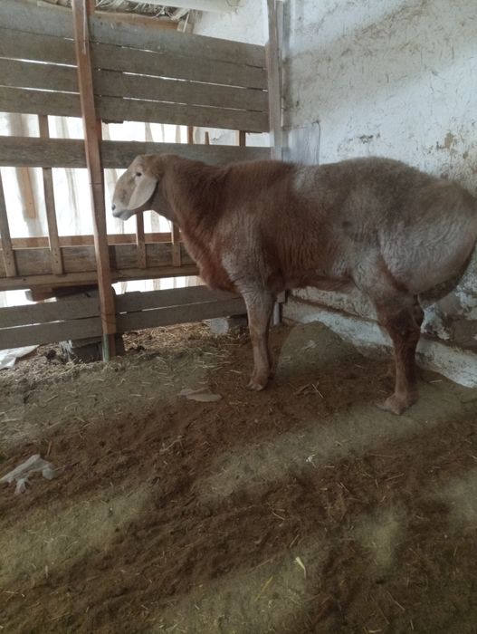 80линали арашан қўчқор сотилади. Нархи 12 млн