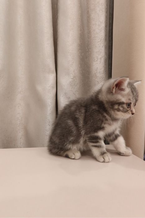 Продаётся шотландский котёнок