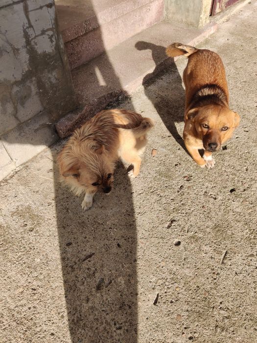 Donez 3 cățelușe – cipate, vaccinate, foarte jucăușe