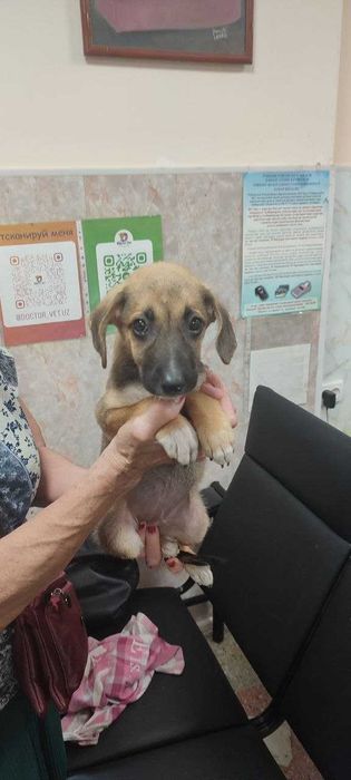 Щенок, девочка, 2 месяца