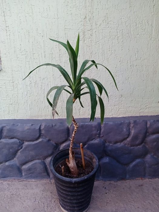 Комнатные цветы .