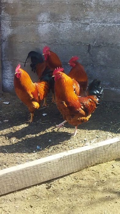 Продам куры домашние