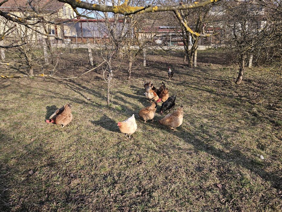 Oua de casa,jucu de sus