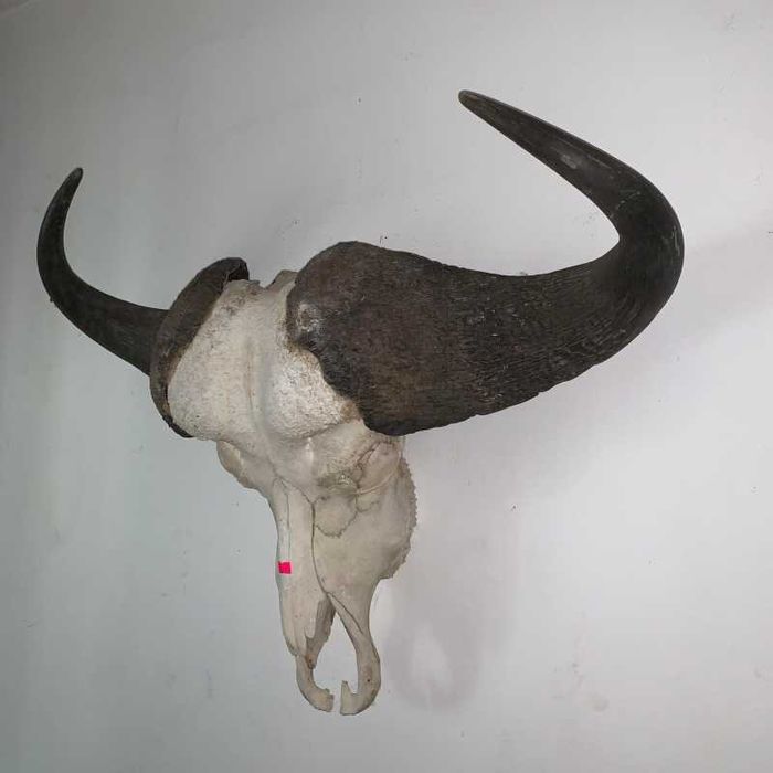 Trofeu cap de bivol african