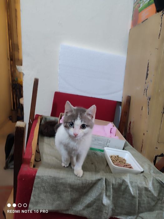 Отдам котенка в добрые руки