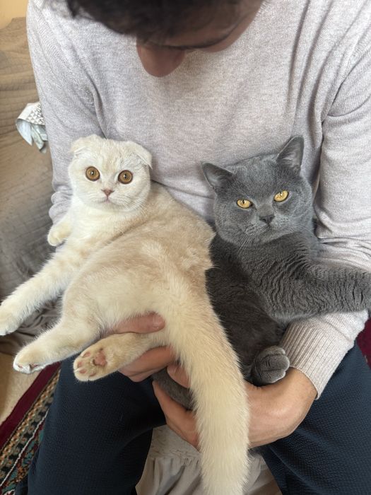 Продаю британскую кошку