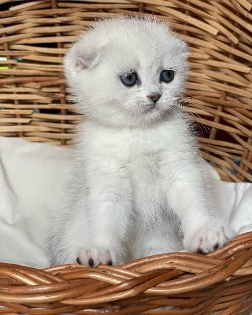 Серебристые шиншиллы к 8 марта