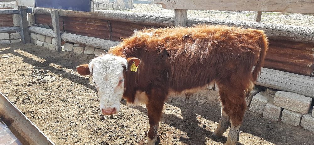 Тұқымдыққа ақбас бұқалар сатылад