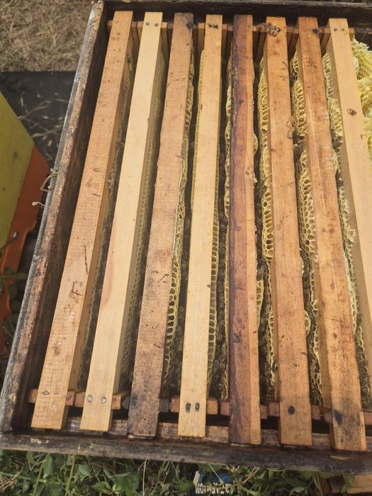 Vând familie de albine