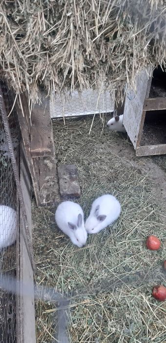 Iepuri californian 3 luni