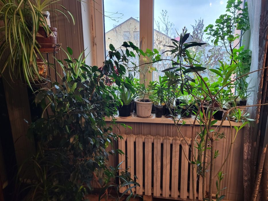 Комнатные цветы распродажа