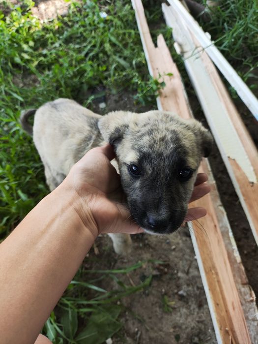 Щенок очень умный