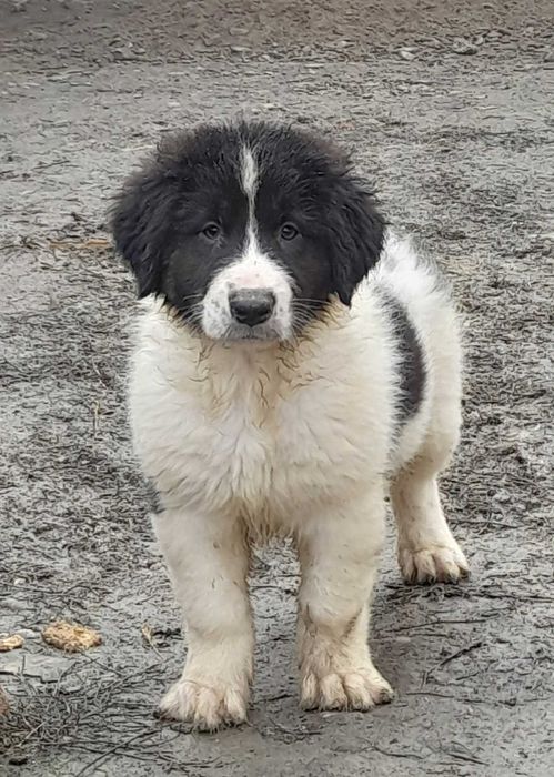 Crb disponibili ,vaccinați,  deparazitați