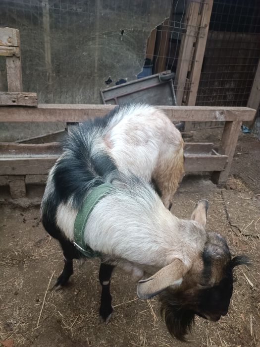 Vând Țap  anglonubian