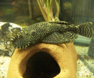 Сом анциструс самец