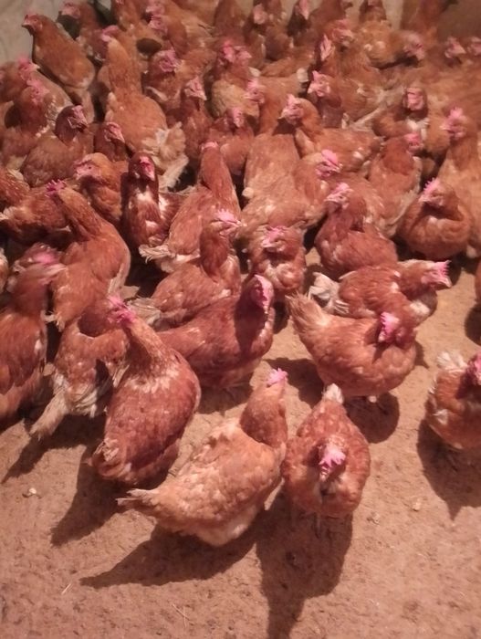 Продаются курочки несушечки
