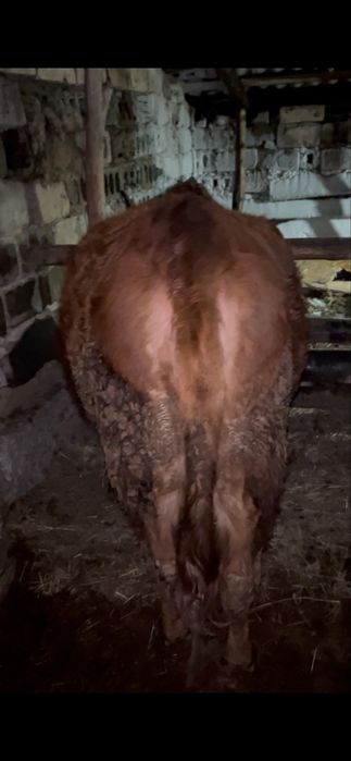 Жас сиырлар сатылады 4 бас