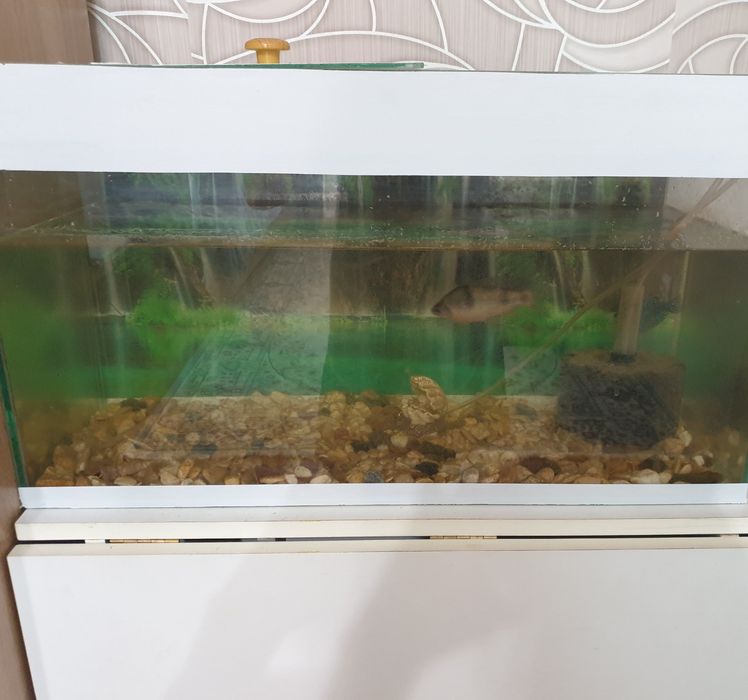 Продам аквариум с рыбками