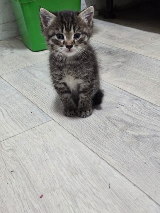 Ищем дом для котенка !