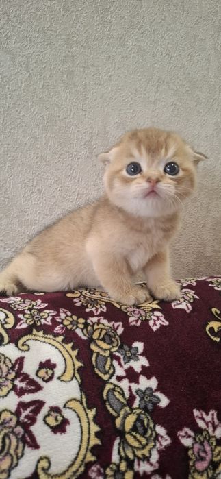 Чистокровные котята скоттиш фолд