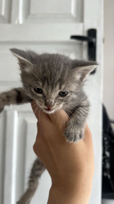 Одтам котят в добрые руки
