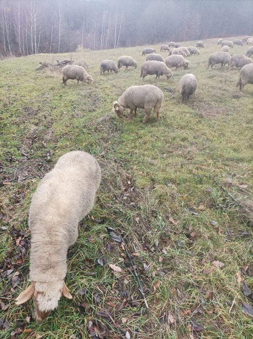 Vând oi tinere varietate ruginie