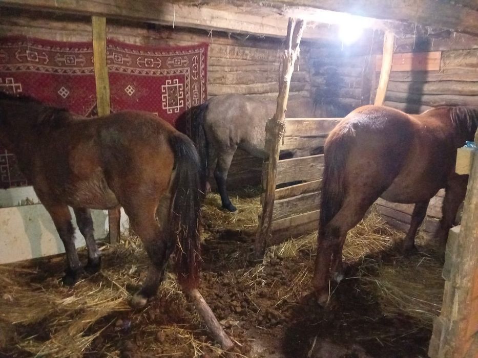 Vând sau schimb caii si măgari