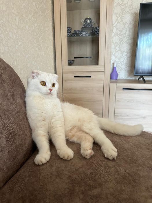 Отдаем кошку в хоршое руки!
