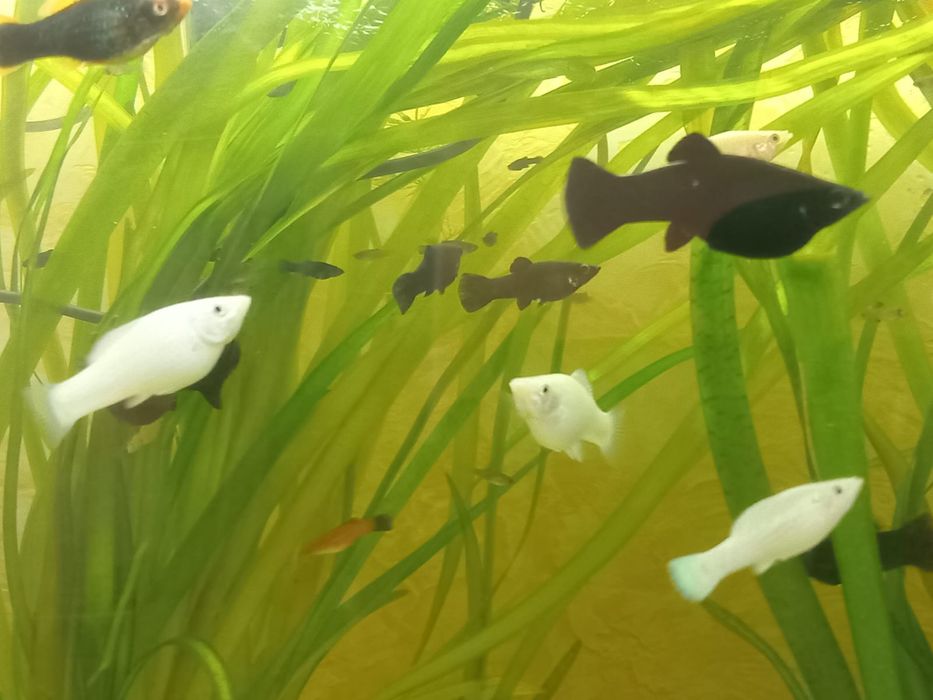 Аквариум балықтары сатылады