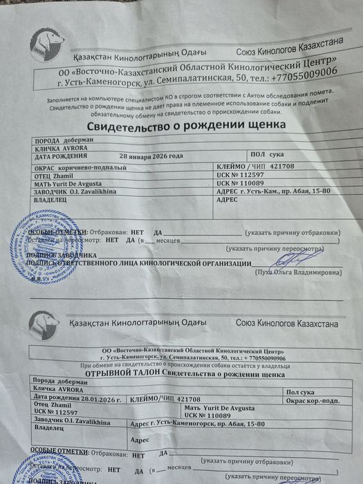 Продам щенка добермана , девочка 5 месяцев