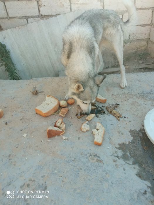 Хаски собака (бесплатно)