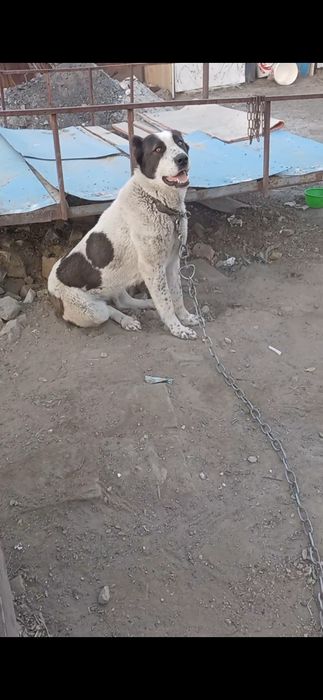 Алабай сатыладыы