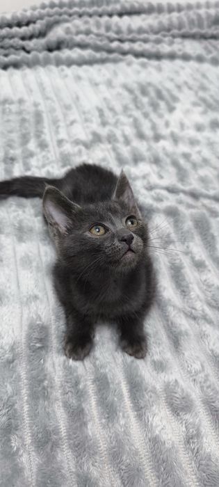 2 кошечки, серенькие