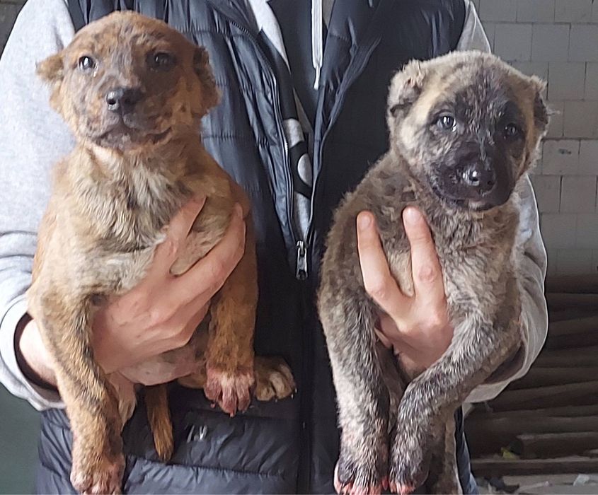 Кученца Кангал с Доставка