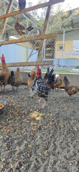 Декоративные куры