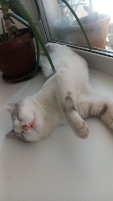 Отдам котика в добрые руки.