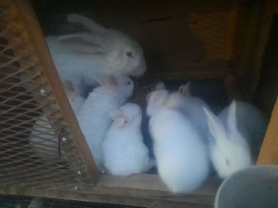 Quyon sotiladi qafasi blan