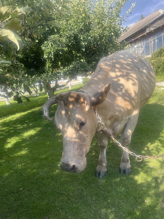 Vaca de vanzare rasă grea