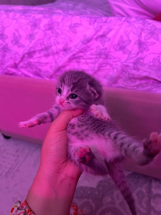 Котята полупородистый