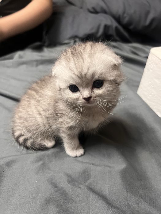 Британская Шиншилла