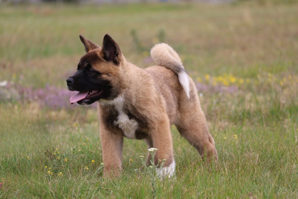 Femela akita american