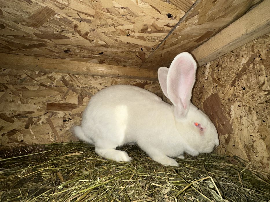 Vand iepuri diferite rase!!