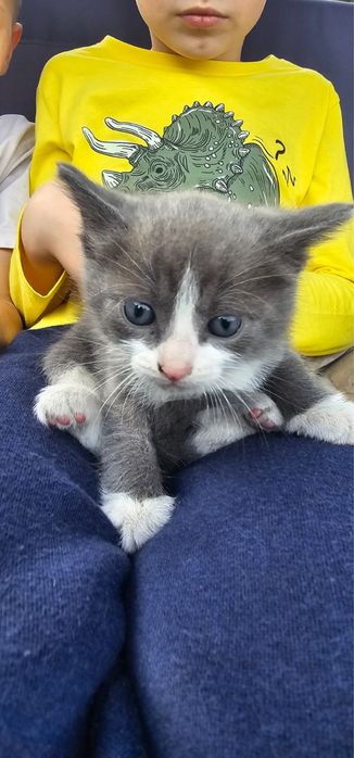 Котёнок ищет дом. Кошка-крысоловка