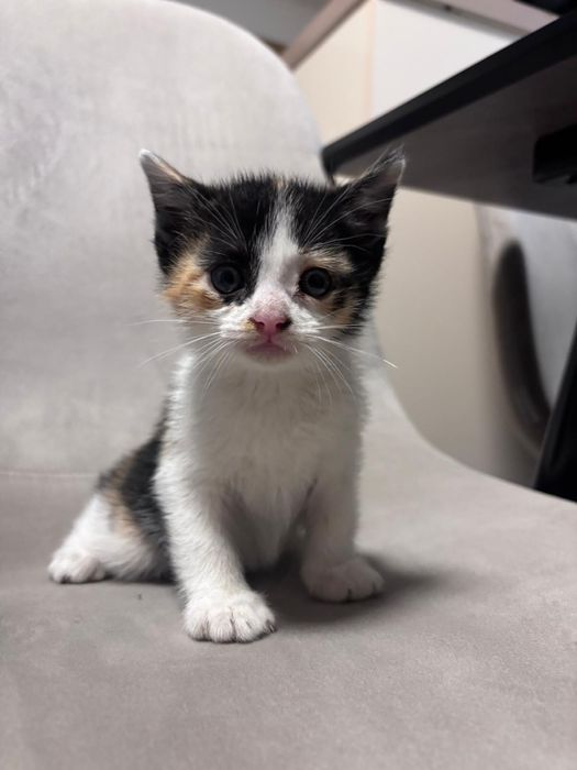 Pisicuțe spre adopție