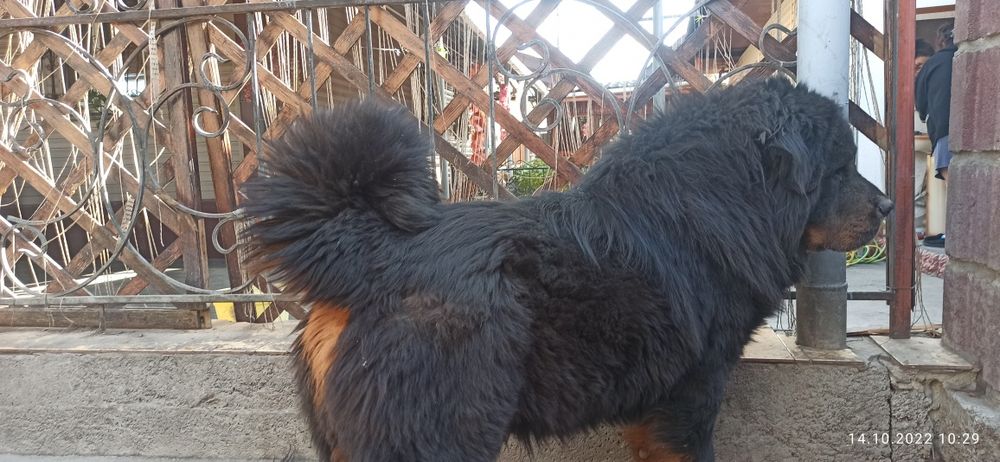 Львёнок ищет подругу